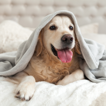 pet-friendly